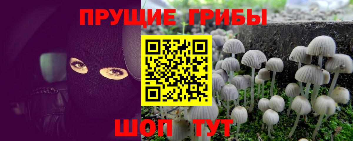 Королёв  Псилоцибиновые грибы GOLDEN TEACHER  Вход с VPN  Псилоцибиновые грибы прущие грибы 